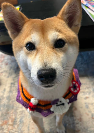 寵物萬聖節裝飾狗狗貓咪萬聖節帽(均碼橙色寵物帽)-貓狗-毛孩物語Pets Thing|香港寵物貓狗用品專門店:IATA寵物飛機籠、寵物手推車、貓爬架貓樹