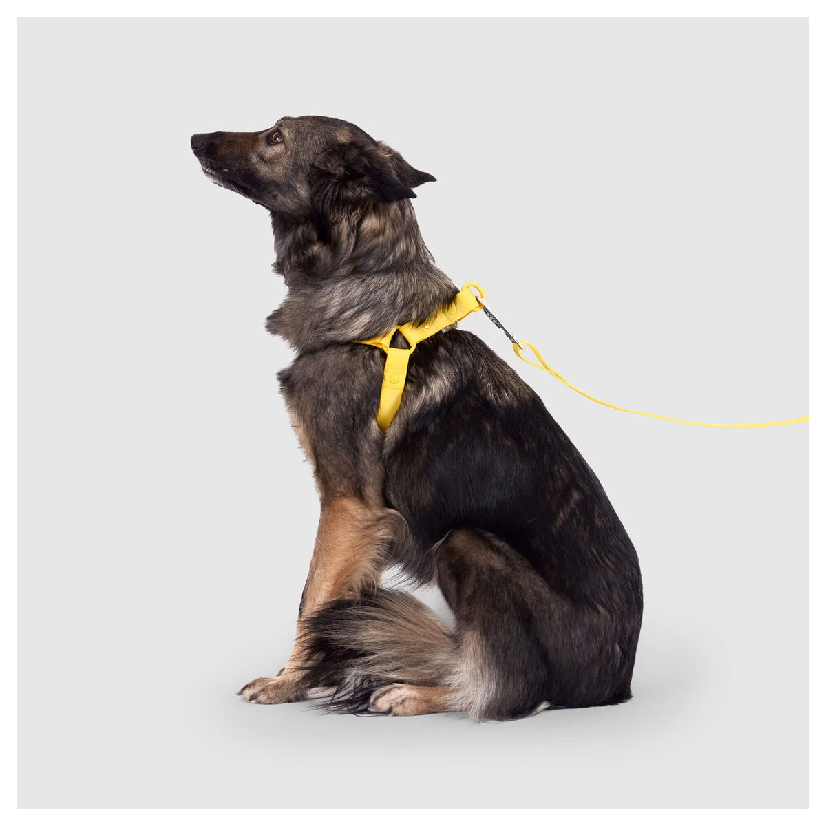 Canada Pooch Waterproof Harness|狗狗胸帶及戶外用品|加拿大直送-寵物胸背帶-毛孩物語Pets Thing|香港寵物貓狗用品專門店:IATA寵物飛機籠、寵物手推車、貓爬架貓樹