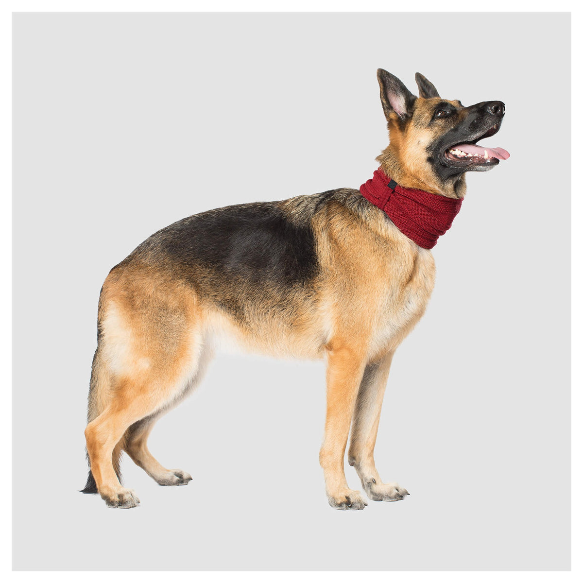Canada Pooch Sierra Scarf|狗狗服飾|加拿大直送-狗-毛孩物語Pets Thing|香港寵物貓狗用品專門店:IATA寵物飛機籠、寵物手推車、貓爬架貓樹