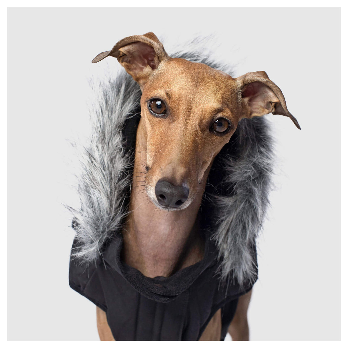 Canada Pooch Everest Explorer Jacket|狗狗服飾|加拿大直送-狗-毛孩物語Pets Thing|香港寵物貓狗用品專門店:IATA寵物飛機籠、寵物手推車、貓爬架貓樹