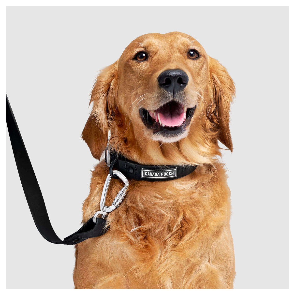 Canada Pooch Waterproof Collar|狗狗頸圈|加拿大直送-寵物頸圈-毛孩物語Pets Thing|香港寵物貓狗用品專門店:IATA寵物飛機籠、寵物手推車、貓爬架貓樹