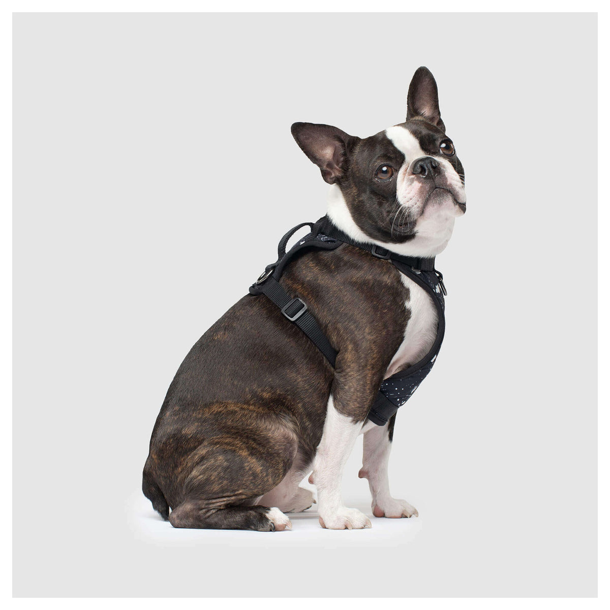 Canada Pooch The Everything Harness Water-Resistant Series|狗狗胸帶及戶外用品|加拿大直送-寵物胸背帶-毛孩物語Pets Thing|香港寵物貓狗用品專門店:IATA寵物飛機籠、寵物手推車、貓爬架貓樹
