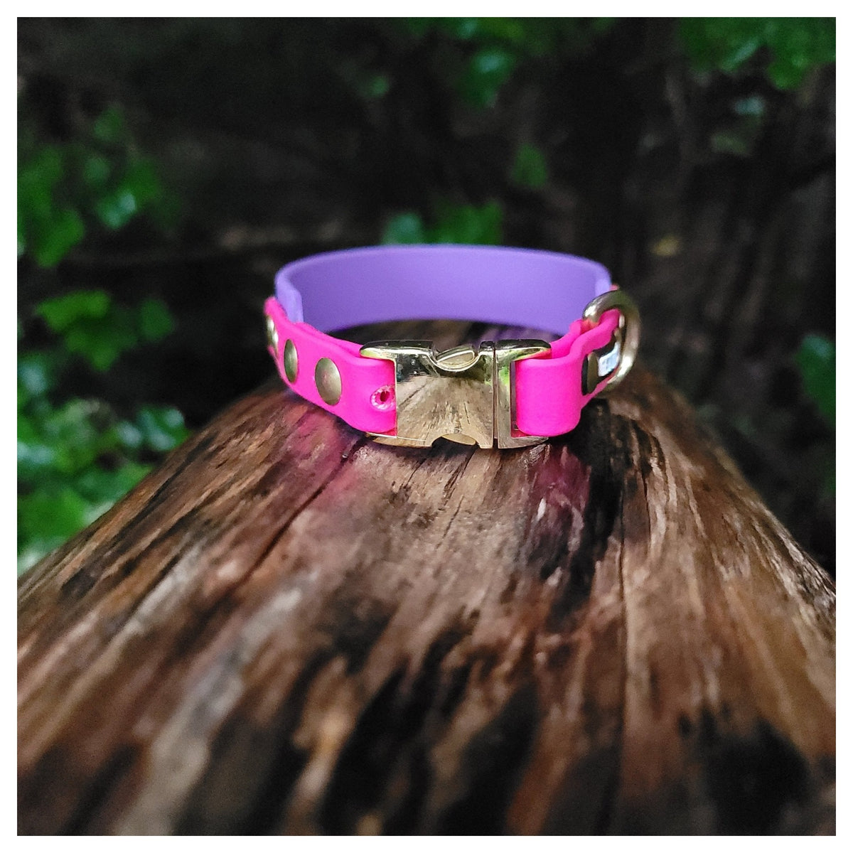 Get Dirty Pet Gear 1" Wide Tapered Down Quick Release Biothane Collar|狗狗頸圈|加拿大直送-寵物頸圈-毛孩物語Pets Thing|香港寵物貓狗用品專門店:IATA寵物飛機籠、寵物手推車、貓爬架貓樹