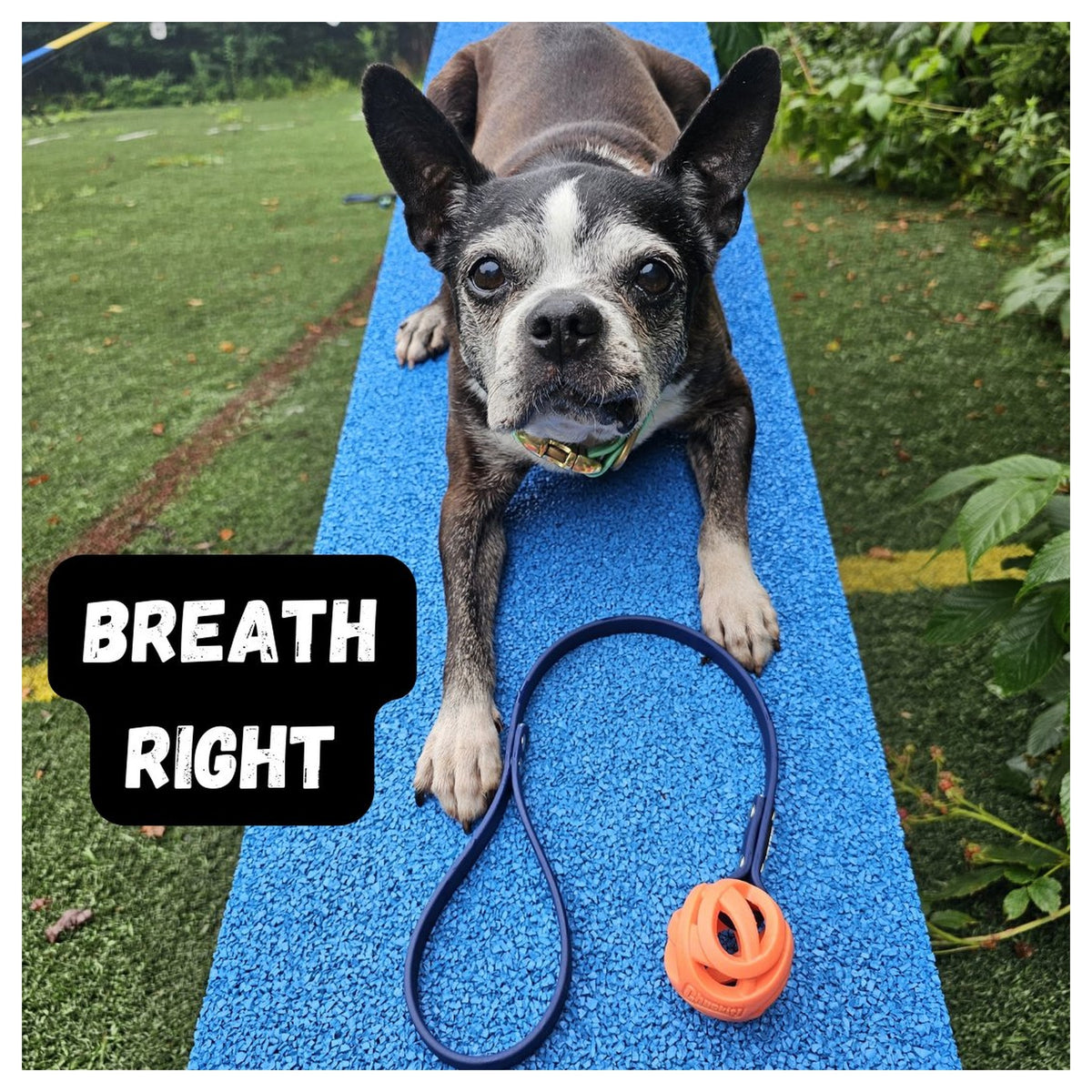 Get Dirty Pet Gear Tiny Toss & Play BioThane® Ball Tug|狗狗玩具|加拿大直送-狗-毛孩物語Pets Thing|香港寵物貓狗用品專門店:IATA寵物飛機籠、寵物手推車、貓爬架貓樹
