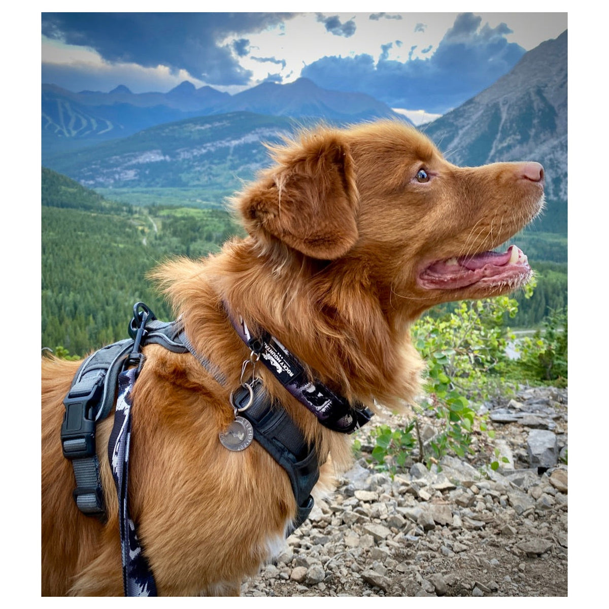 Rocky Mountain Dog The Grizzly Alpine 狗頸圈|加拿大直送-寵物頸圈-毛孩物語Pets Thing|香港寵物貓狗用品專門店:IATA寵物飛機籠、寵物手推車、貓爬架貓樹