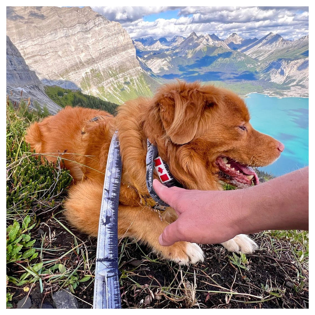 Rocky Mountain Dog The Wild Tactical 狗頸圈|加拿大直送-寵物頸圈-毛孩物語Pets Thing|香港寵物貓狗用品專門店:IATA寵物飛機籠、寵物手推車、貓爬架貓樹