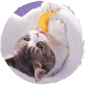 🌙夢幻星雲升級貓樹實木抓柱🐱貓爬架跳台(6層款|170cm)-貓-毛孩物語Pets Thing|香港寵物貓狗用品專門店:IATA寵物飛機籠、寵物手推車、貓爬架貓樹
