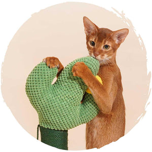 zeze仙人掌麻抓柱貓爬架-貓-毛孩物語Pets Thing|香港寵物貓狗用品專門店:IATA寵物飛機籠、寵物手推車、貓爬架貓樹