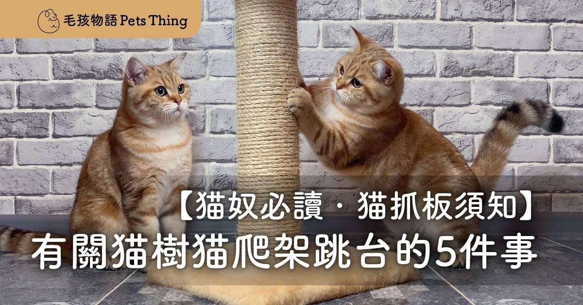 【貓奴必讀‧貓樹抓板須知】有關貓樹貓爬架跳台的5件事｜貓爬架要放哪裡？ - 毛孩物語Pets Thing Pet Supplies Online Store｜香港寵物貓狗用品專門店：IATA寵物飛機籠、寵物手推車、貓爬架貓樹