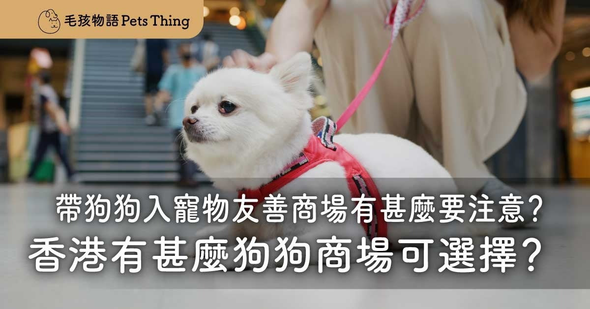 夏天帶狗狗入寵物友善商場有甚麼要注意？香港有甚麼狗狗商場可選擇？（上） - 毛孩物語Pets Thing Pet Supplies Online Store｜香港寵物貓狗用品專門店：IATA寵物飛機籠、寵物手推車、貓爬架貓樹