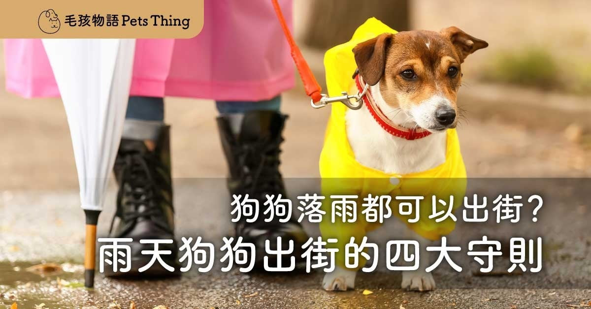 狗狗落雨都可以出街？下雨天狗狗出街要注意的四大守則 - 毛孩物語Pets Thing Pet Supplies Online Store｜香港寵物貓狗用品專門店：IATA寵物飛機籠、寵物手推車、貓爬架貓樹