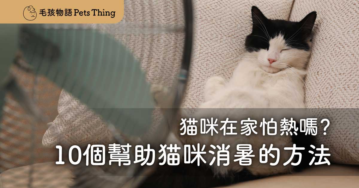 【2026年夏天貓咪自己在家】貓咪怕熱嗎？10個幫助貓咪消暑的方法（補充版） - 毛孩物語Pets Thing Pet Supplies Online Store｜香港寵物貓狗用品專門店：IATA寵物飛機籠、寵物手推車、貓爬架貓樹