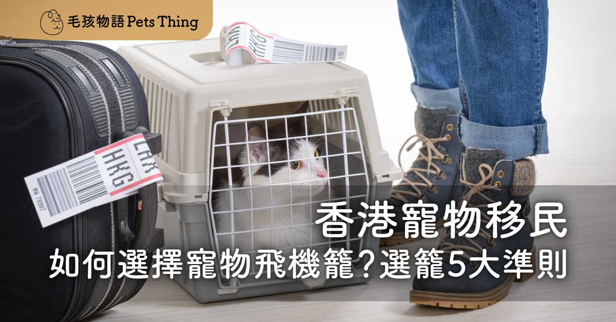 「2023 香港寵物移民」如何選擇寵物飛機籠？選籠5大準則 - 毛孩物語Pets Thing Pet Supplies Online Store｜香港寵物貓狗用品專門店：IATA寵物飛機籠、寵物手推車、貓爬架貓樹