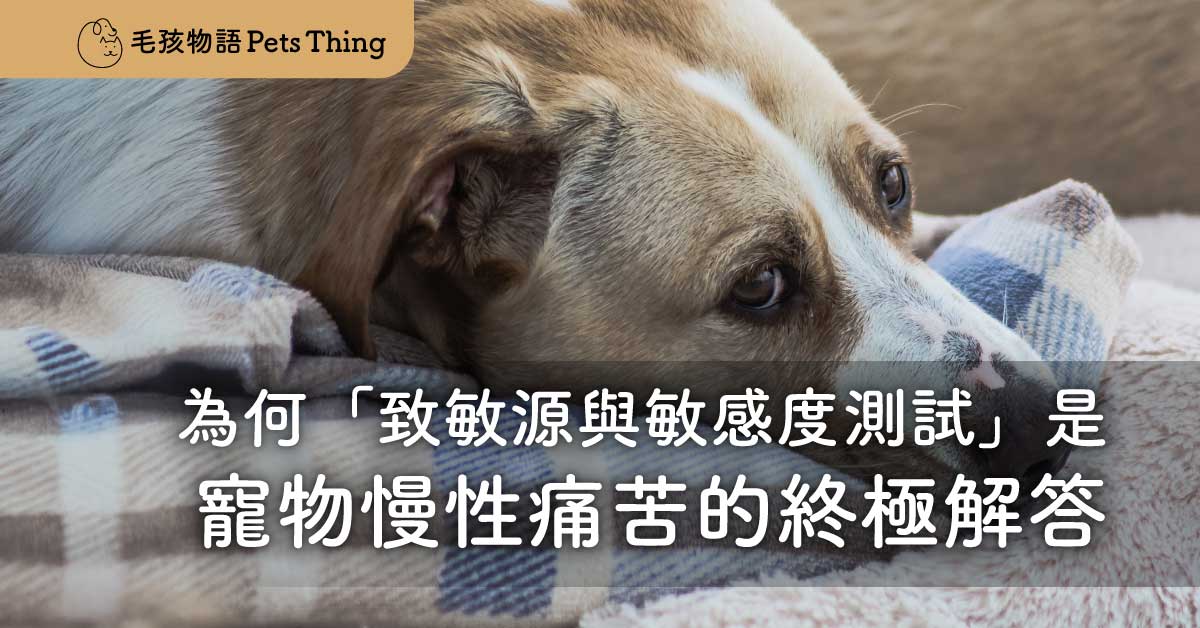 不只是搔癢：為何「致敏源與敏感度測試」是寵物慢性痛苦的終極解答 - 毛孩物語Pets Thing Pet Supplies Online Store｜香港寵物貓狗用品專門店：IATA寵物飛機籠、寵物手推車、貓爬架貓樹