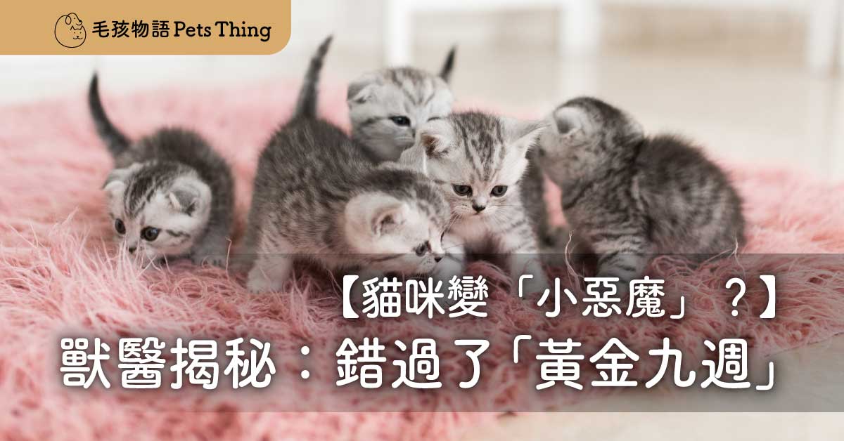 貓咪變「小惡魔」？獸醫揭秘：不是ADHD，是錯過了「黃金九週」！ - 毛孩物語Pets Thing Pet Supplies Online Store｜香港寵物貓狗用品專門店：IATA寵物飛機籠、寵物手推車、貓爬架貓樹