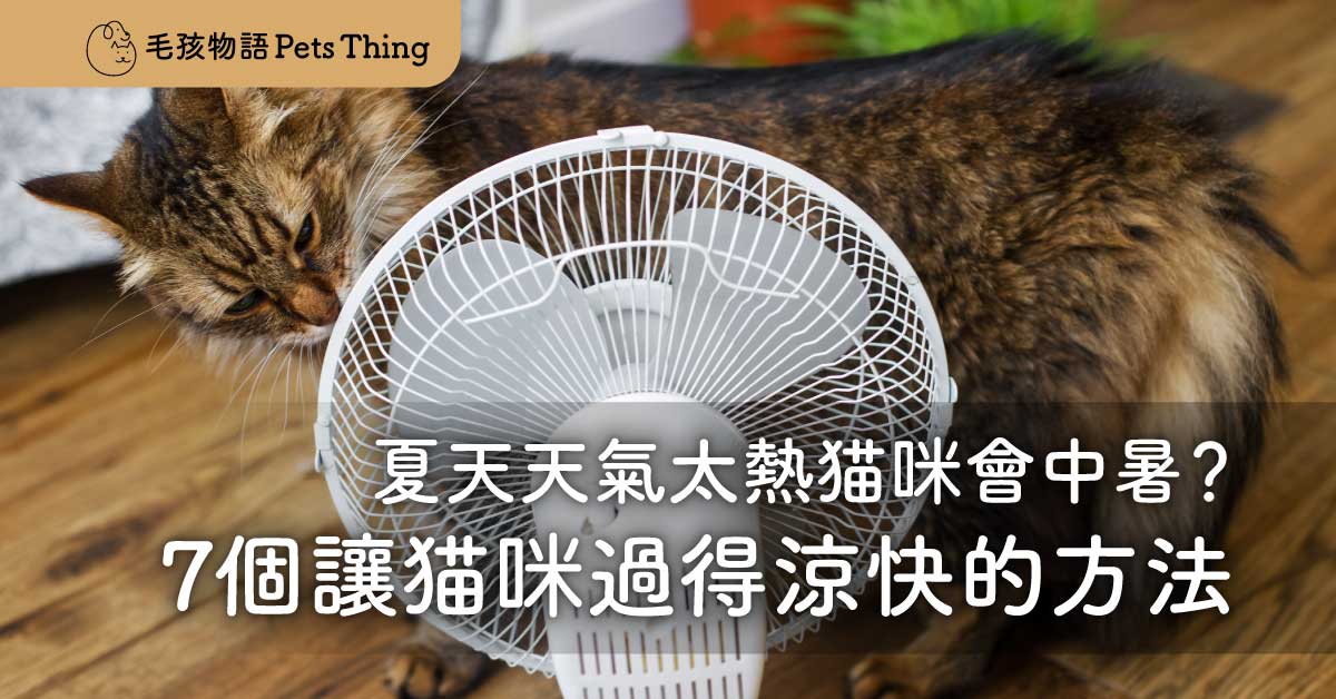 【2026年貓咪的夏天】天氣太熱貓咪會中暑？7個讓貓貓夏天過涼快暑假的方法 - 毛孩物語Pets Thing Pet Supplies Online Store｜香港寵物貓狗用品專門店：IATA寵物飛機籠、寵物手推車、貓爬架貓樹