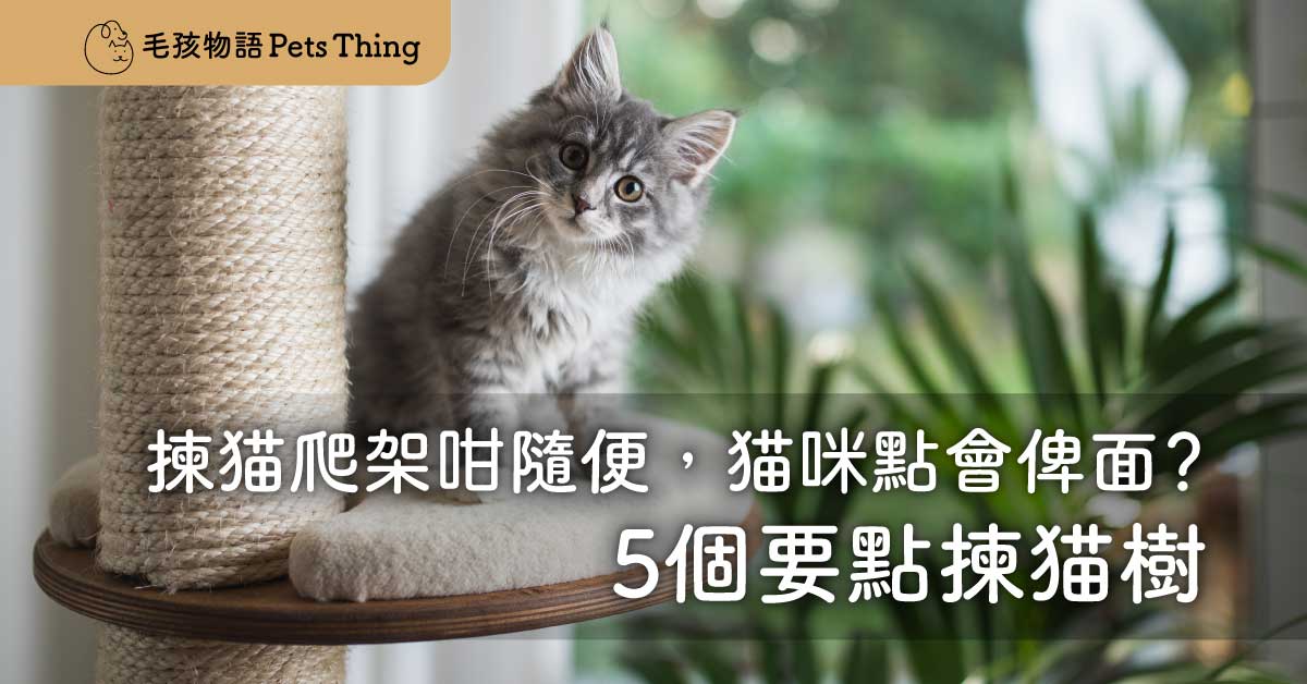 「2026年貓樹」香港揀貓爬架咁隨便，貓咪點會俾面？5個要點揀貓樹 - 毛孩物語Pets Thing Pet Supplies Online Store｜香港寵物貓狗用品專門店：IATA寵物飛機籠、寵物手推車、貓爬架貓樹