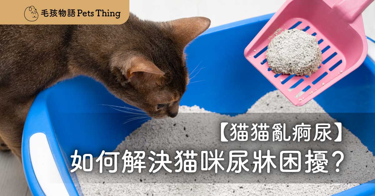 【貓貓亂痾尿】如何徹底解決貓咪尿牀困擾：實用詳盡的解決方案 - 毛孩物語Pets Thing Pet Supplies Online Store｜香港寵物貓狗用品專門店：IATA寵物飛機籠、寵物手推車、貓爬架貓樹