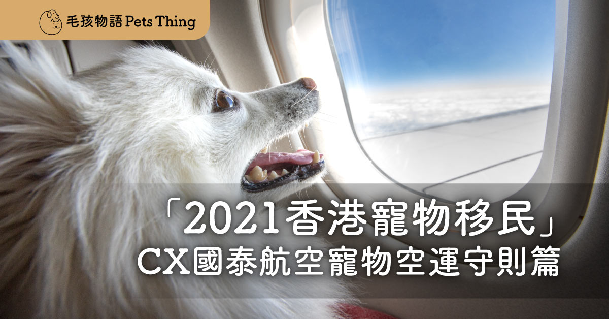 「2023香港寵物移民」CX國泰航空寵物空運守則篇 - 毛孩物語Pets Thing Pet Supplies Online Store｜香港寵物貓狗用品專門店：IATA寵物飛機籠、寵物手推車、貓爬架貓樹