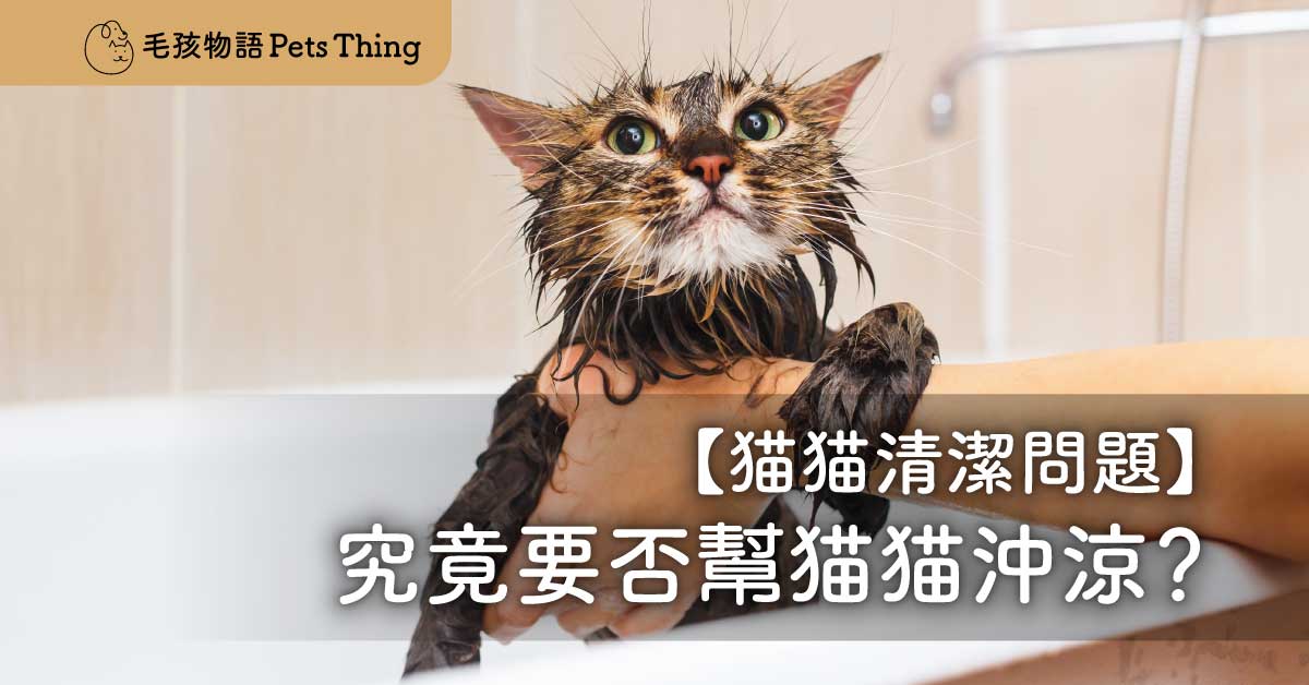 貓貓經常清潔自己，究竟是否要幫貓貓沖涼？貓貓是否真係咁乾淨？如果要沖幾耐一日？ - 毛孩物語Pets Thing Pet Supplies Online Store｜香港寵物貓狗用品專門店：IATA寵物飛機籠、寵物手推車、貓爬架貓樹