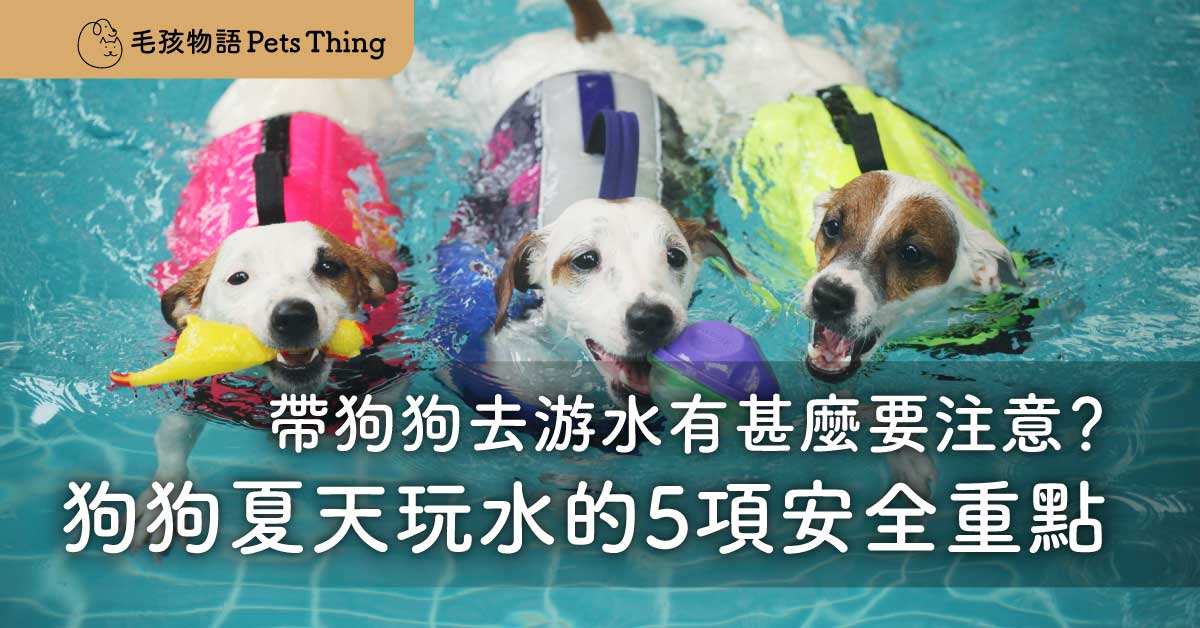 【2026年香港夏天的狗狗】帶狗狗去游水有甚麼要注意？ 狗狗夏天玩水的5項安全重點 - 毛孩物語Pets Thing Pet Supplies Online Store｜香港寵物貓狗用品專門店：IATA寵物飛機籠、寵物手推車、貓爬架貓樹