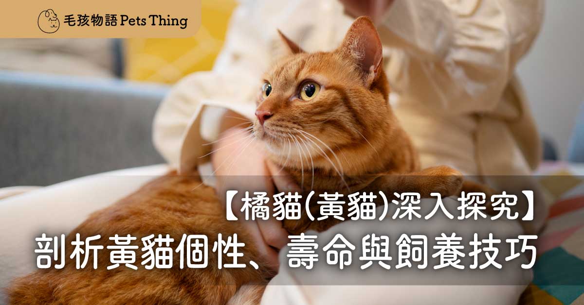 【橘貓(黃貓)深入探究】顏色、基因與性格－黃貓是什麼品種？全面剖析黃貓個性、壽命與飼養技巧！ - 毛孩物語Pets Thing Pet Supplies Online Store｜香港寵物貓狗用品專門店：IATA寵物飛機籠、寵物手推車、貓爬架貓樹