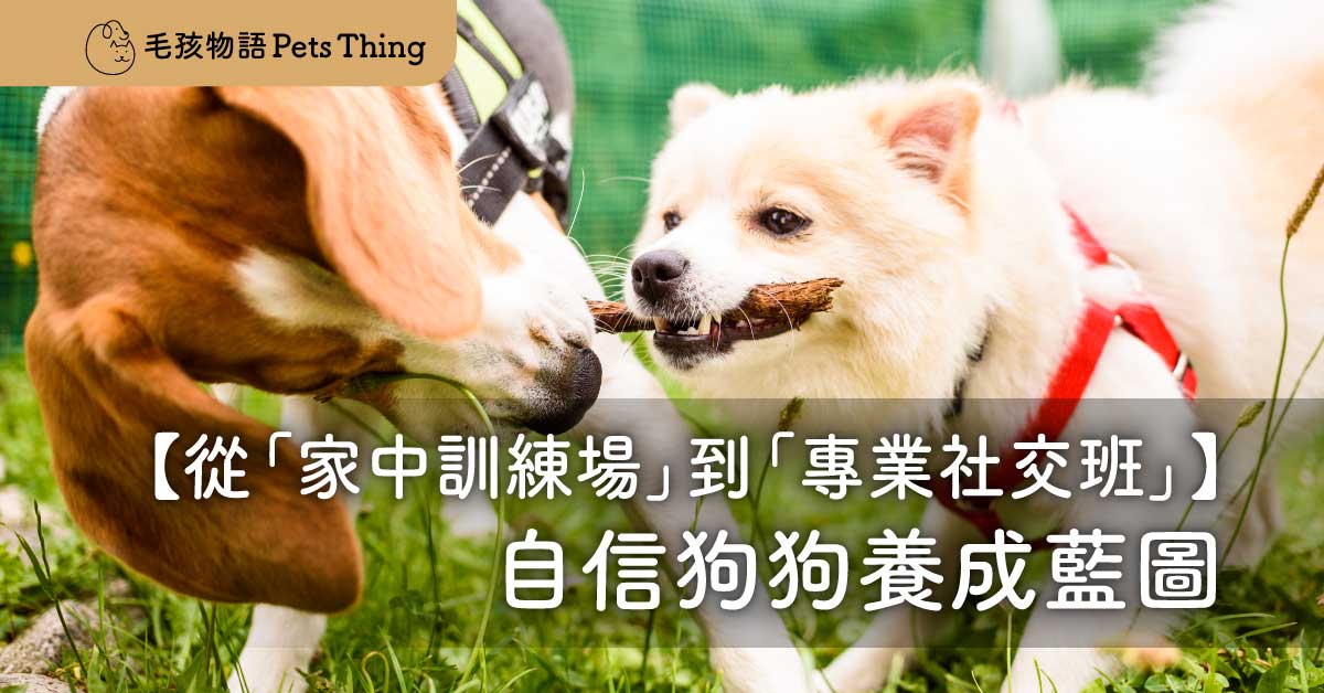 告別狂吠與恐懼：從「家中訓練場」到「專業社交班」的自信狗狗養成藍圖 - 毛孩物語Pets Thing Pet Supplies Online Store｜香港寵物貓狗用品專門店：IATA寵物飛機籠、寵物手推車、貓爬架貓樹