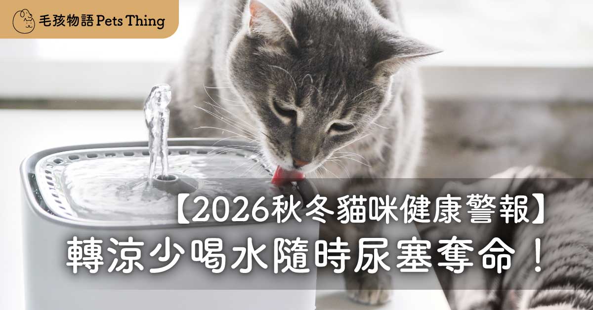 【2026秋冬貓咪健康警報】轉涼少喝水隨時尿塞奪命！智能活水神器懶人包