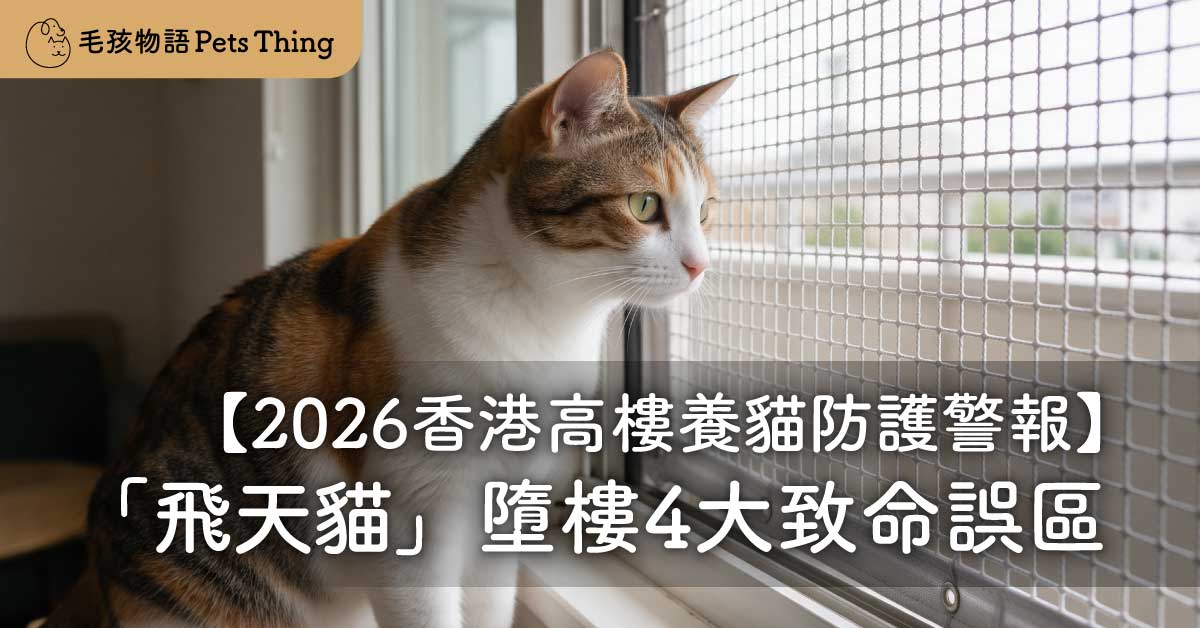 【2026香港高樓養貓防護警報】秋涼開窗切忌大意！愛協揭秘「飛天貓」墮樓4大致命誤區
