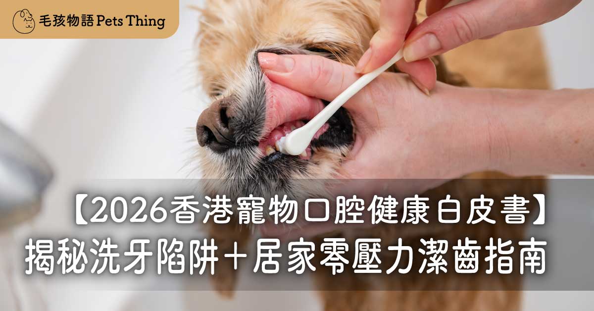 【2026香港寵物口腔健康白皮書】全港超8成犬貓患牙周病！獸醫揭秘「美容院無麻醉洗牙」奪命陷阱＋居家零壓力潔齒指南＆Pets Thing 護齒神物懶人包