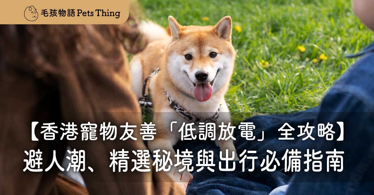 2026香港寵物友善「低調放電」全攻略：避開人潮、精選隱世秘境與出行必備指南