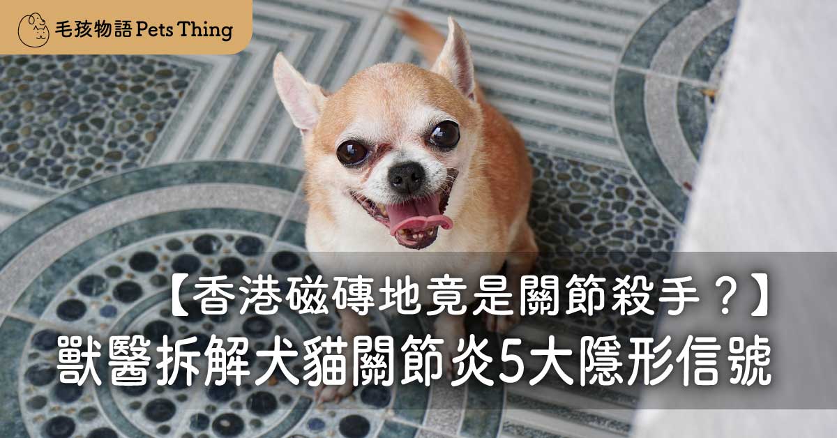 【2026香港長者毛孩照護】香港磁磚地竟是關節殺手？獸醫拆解犬貓關節炎5大隱形信號