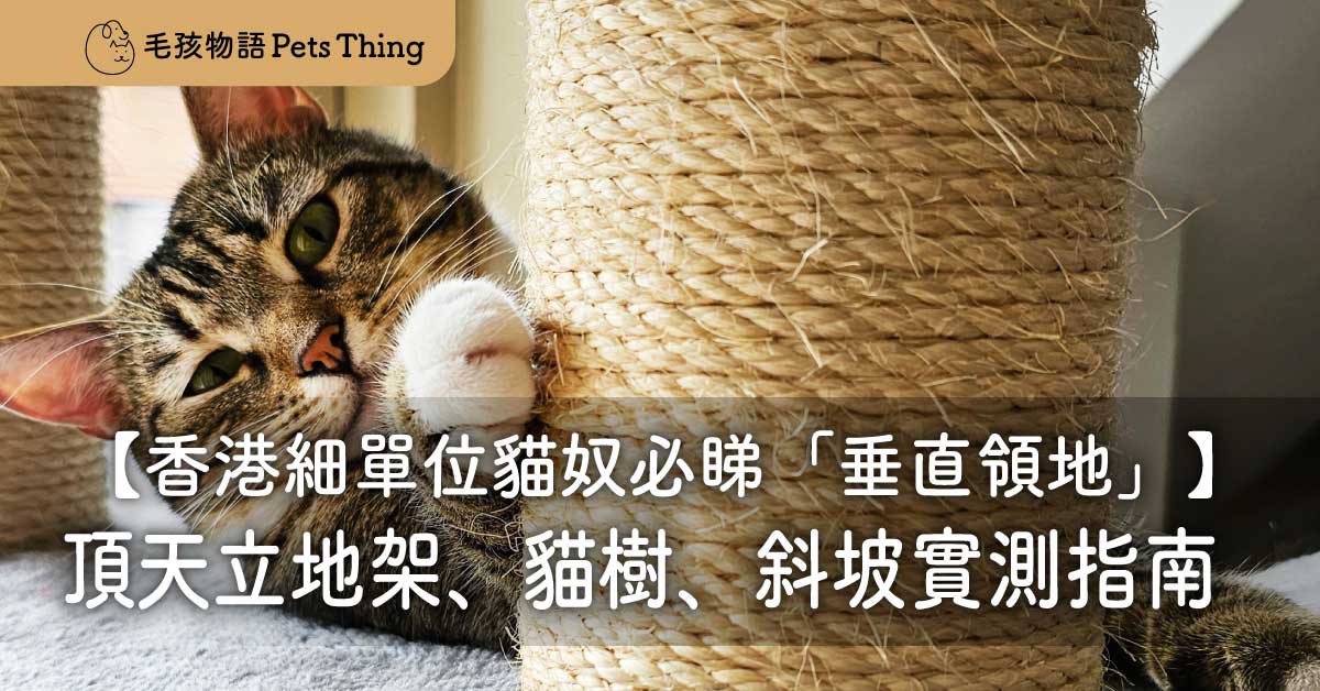 2026 香港細單位貓奴必睇：打造「垂直領地」全攻略！頂天立地架、貓樹、斜坡實測指南