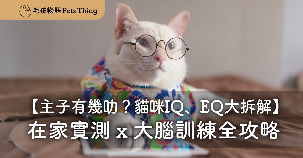 主子有幾叻？貓咪IQ EQ大拆解：在家實測 x 大腦訓練全攻略 - 毛孩物語Pets Thing Pet Supplies Online Store｜香港寵物貓狗用品專門店：IATA寵物飛機籠、寵物手推車、貓爬架貓樹