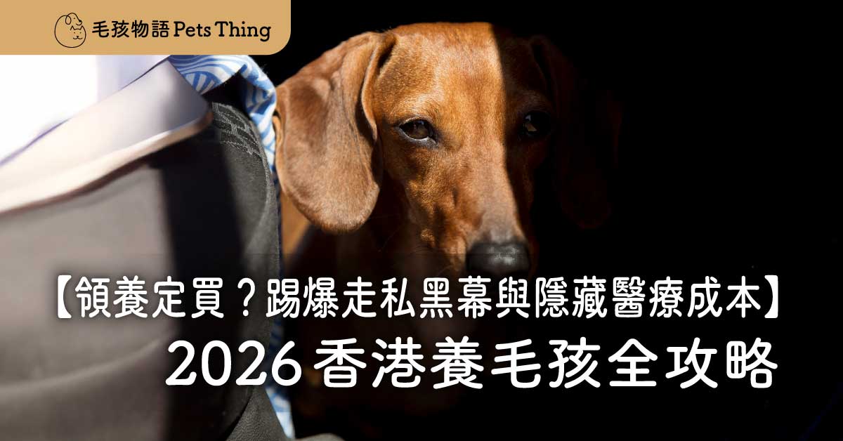 2026 香港養毛孩全攻略：領養定買？踢爆走私黑幕與隱藏醫療成本 - 毛孩物語Pets Thing Pet Supplies Online Store｜香港寵物貓狗用品專門店：IATA寵物飛機籠、寵物手推車、貓爬架貓樹