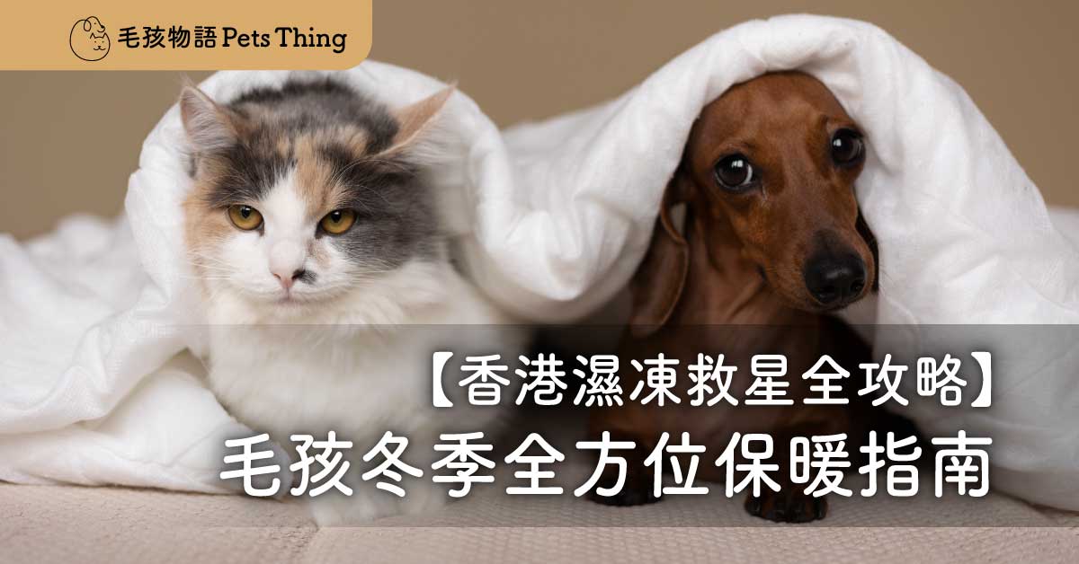 香港濕凍救星：毛孩冬季全方位保暖指南（醫學、行為、環境全攻略） - 毛孩物語Pets Thing Pet Supplies Online Store｜香港寵物貓狗用品專門店：IATA寵物飛機籠、寵物手推車、貓爬架貓樹