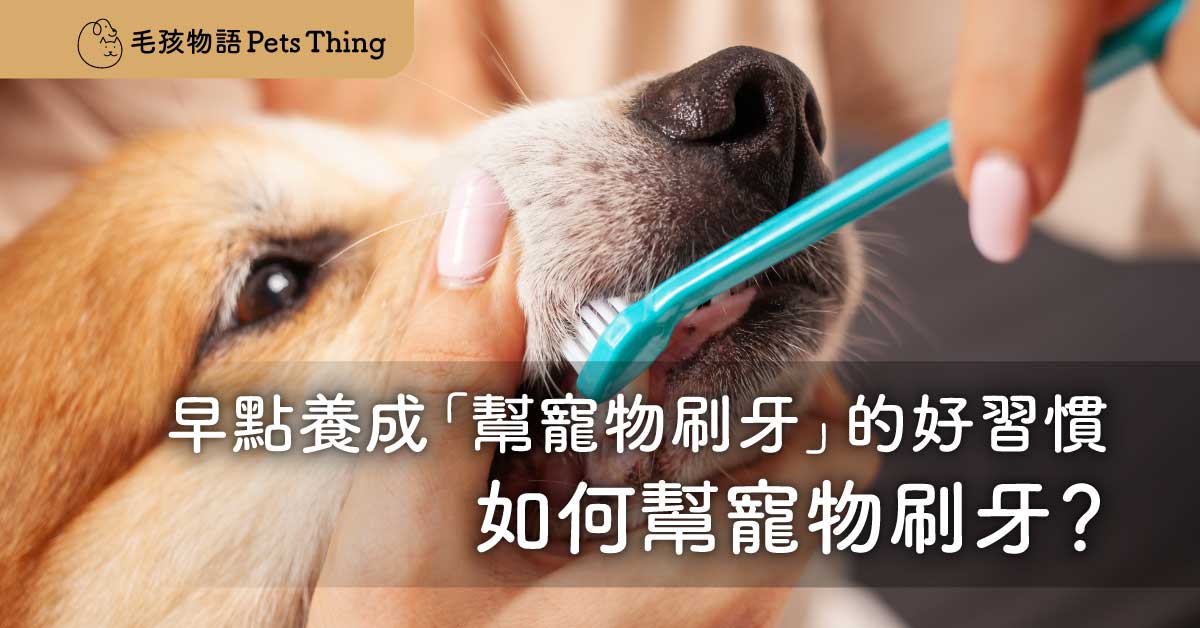 【2026貓狗刷牙攻略】為甚麼要早點養成「幫寵物刷牙」的好習慣?如何幫寵物刷牙？ - 毛孩物語Pets Thing Pet Supplies Online Store｜香港寵物貓狗用品專門店：IATA寵物飛機籠、寵物手推車、貓爬架貓樹