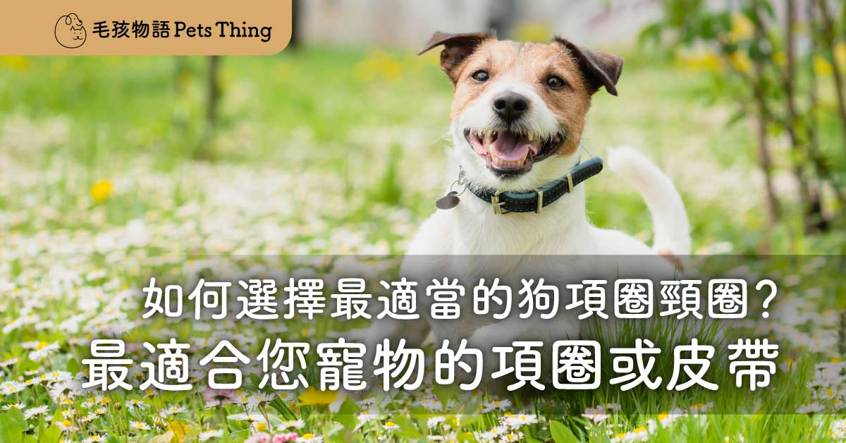 如何選擇最適當的狗項圈頸圈？最適合您寵物的皮革項圈或皮帶？ - 毛孩物語Pets Thing Pet Supplies Online Store｜香港寵物貓狗用品專門店：IATA寵物飛機籠、寵物手推車、貓爬架貓樹