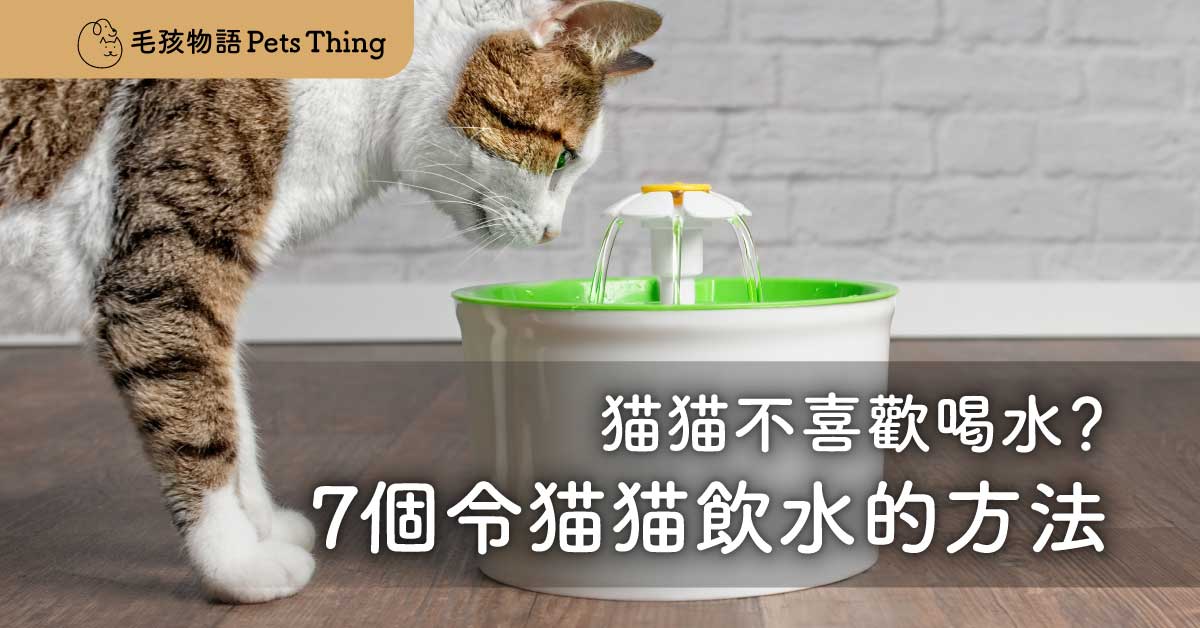 【2026年貓咪飲水攻略】貓咪不喜歡喝水？7個令貓貓飲水嘅方法 - 毛孩物語Pets Thing Pet Supplies Online Store｜香港寵物貓狗用品專門店：IATA寵物飛機籠、寵物手推車、貓爬架貓樹