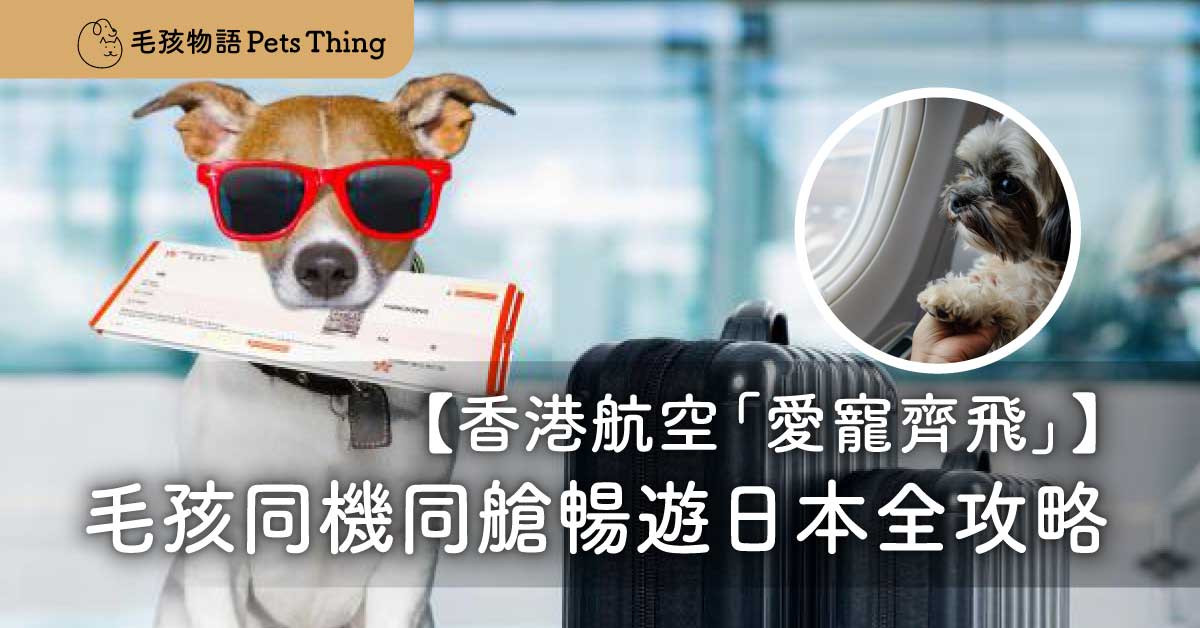 香港航空「愛寵齊飛」：毛孩同機同艙暢遊日本全攻略 - 毛孩物語Pets Thing Pet Supplies Online Store｜香港寵物貓狗用品專門店：IATA寵物飛機籠、寵物手推車、貓爬架貓樹