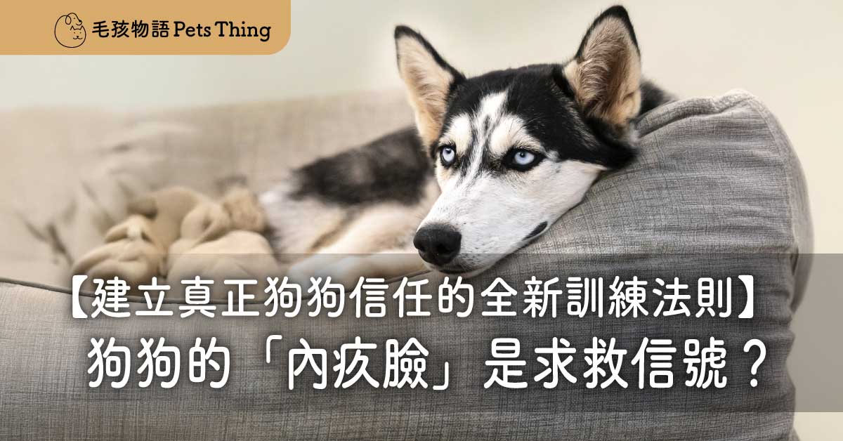 狗狗會內疚嗎？狗狗的「內疚臉」其實是求救信號？建立真正狗狗信任的全新訓練法則 - 毛孩物語Pets Thing Pet Supplies Online Store｜香港寵物貓狗用品專門店：IATA寵物飛機籠、寵物手推車、貓爬架貓樹