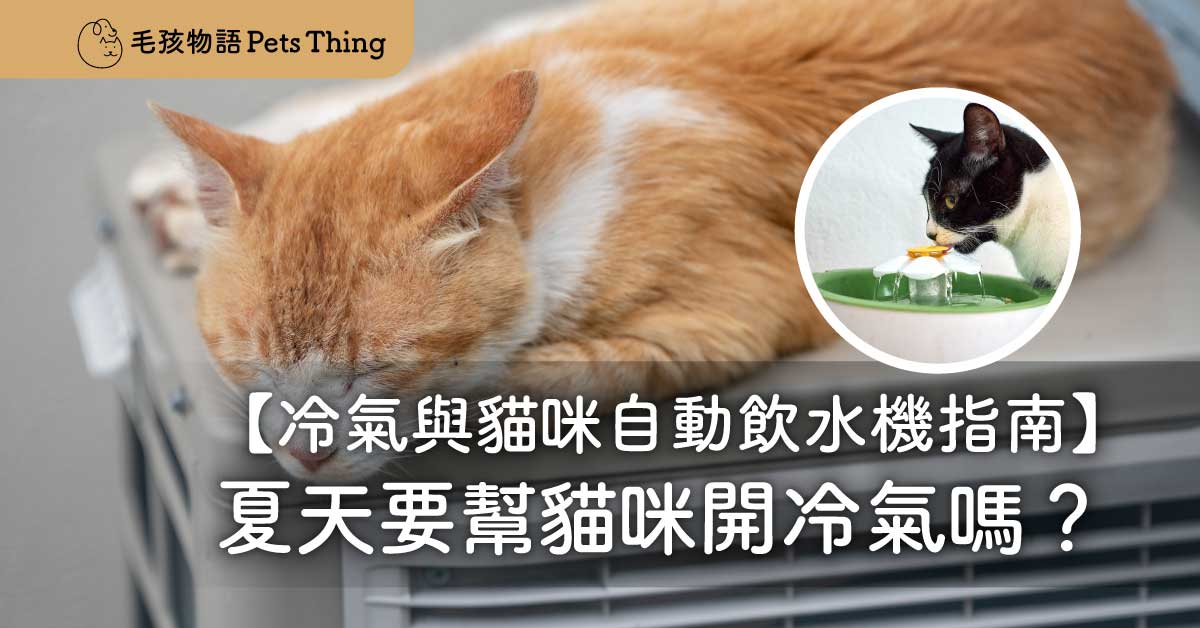 夏天要幫貓咪開冷氣嗎？幾度冷氣貓貓最舒服？香港夏季貓咪照護：冷氣與自動飲水機指南 - 毛孩物語Pets Thing Pet Supplies Online Store｜香港寵物貓狗用品專門店：IATA寵物飛機籠、寵物手推車、貓爬架貓樹