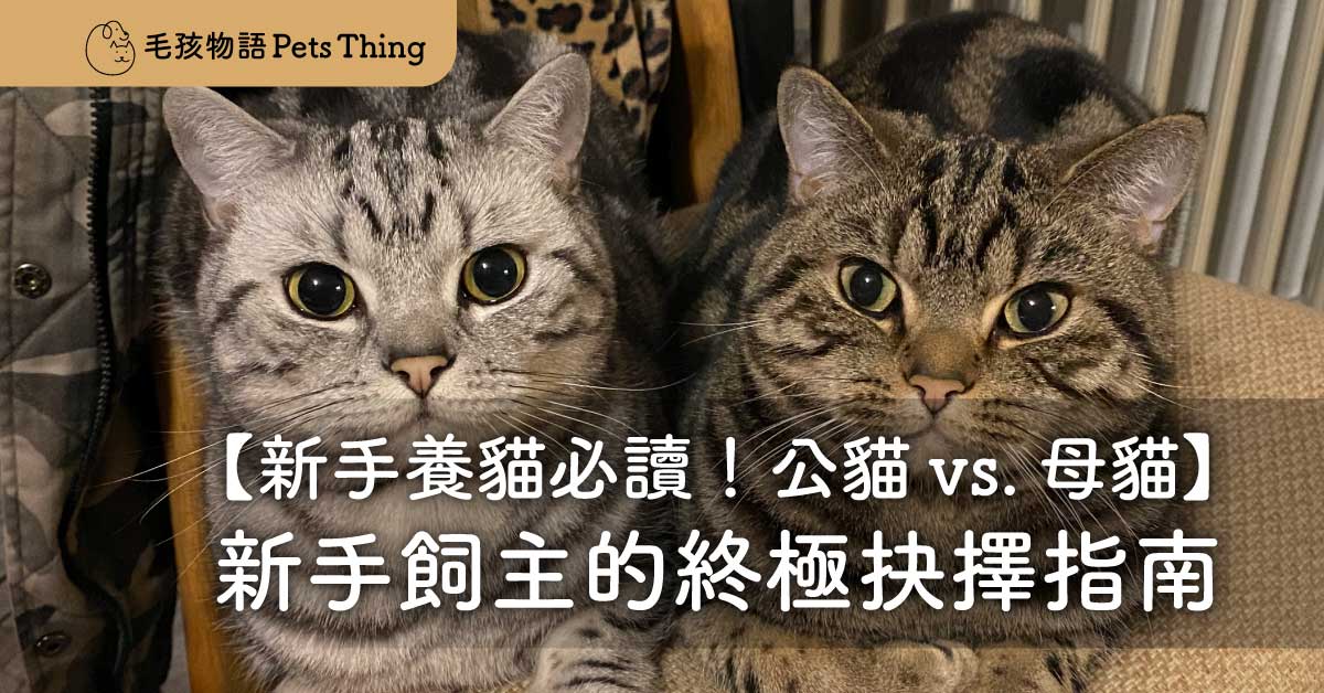新手養貓必讀！公貓 vs. 母貓：新手飼主的終極抉擇指南．找到你的完美貓夥伴：超越性別的選擇心法 - 毛孩物語Pets Thing Pet Supplies Online Store｜香港寵物貓狗用品專門店：IATA寵物飛機籠、寵物手推車、貓爬架貓樹
