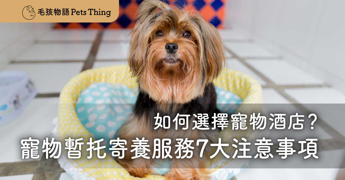 【2026年寵物酒店攻略】最近人人都去旅行，點樣為主子揀一間最合適的寵物酒店？ - 毛孩物語Pets Thing Pet Supplies Online Store｜香港寵物貓狗用品專門店：IATA寵物飛機籠、寵物手推車、貓爬架貓樹