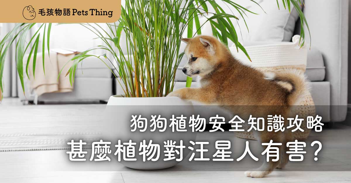【狗狗植物安全知識攻略】對狗狗有毒的植物：甚麼植物對汪星人有害？狗狗誤食有毒的植物怎麼辦？ - 毛孩物語Pets Thing Pet Supplies Online Store｜香港寵物貓狗用品專門店：IATA寵物飛機籠、寵物手推車、貓爬架貓樹