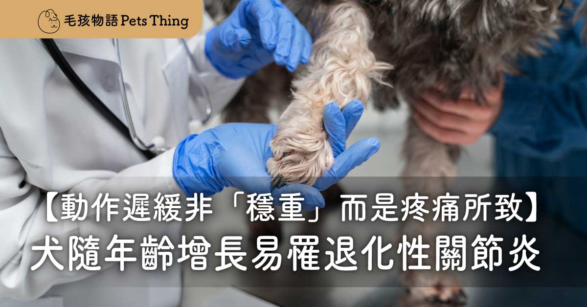 犬隨年齡增長易罹退化性關節炎──動作遲緩非「穩重」，而是疼痛所致 - 毛孩物語Pets Thing Pet Supplies Online Store｜香港寵物貓狗用品專門店：IATA寵物飛機籠、寵物手推車、貓爬架貓樹