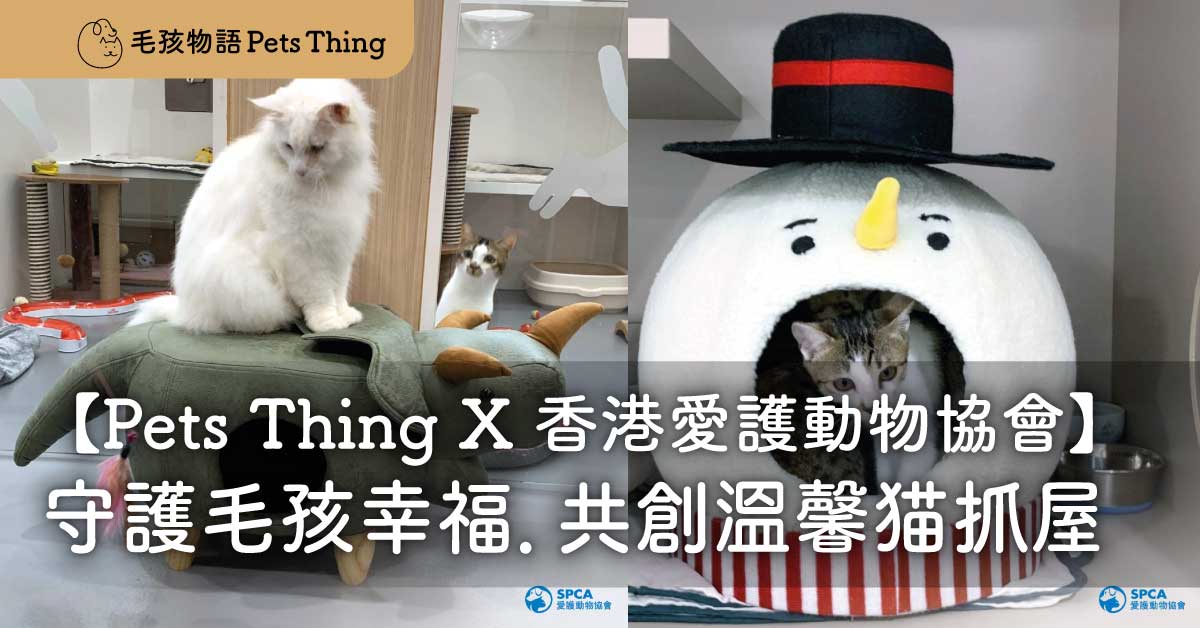 攜手守護毛孩幸福：毛孩物語 Pets Thing 與 SPCA 香港愛護動物協會合作，共創溫馨貓抓屋 - 毛孩物語Pets Thing Pet Supplies Online Store｜香港寵物貓狗用品專門店：IATA寵物飛機籠、寵物手推車、貓爬架貓樹