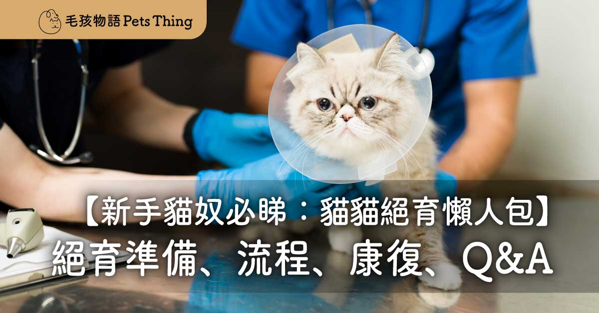 貓貓絕育懶人包：術前準備、術後護理、香港費用一篇睇晒！新手貓奴必睇！貓咪絕育全攻略 (準備、流程、康復、Q&A) - 毛孩物語Pets Thing Pet Supplies Online Store｜香港寵物貓狗用品專門店：IATA寵物飛機籠、寵物手推車、貓爬架貓樹
