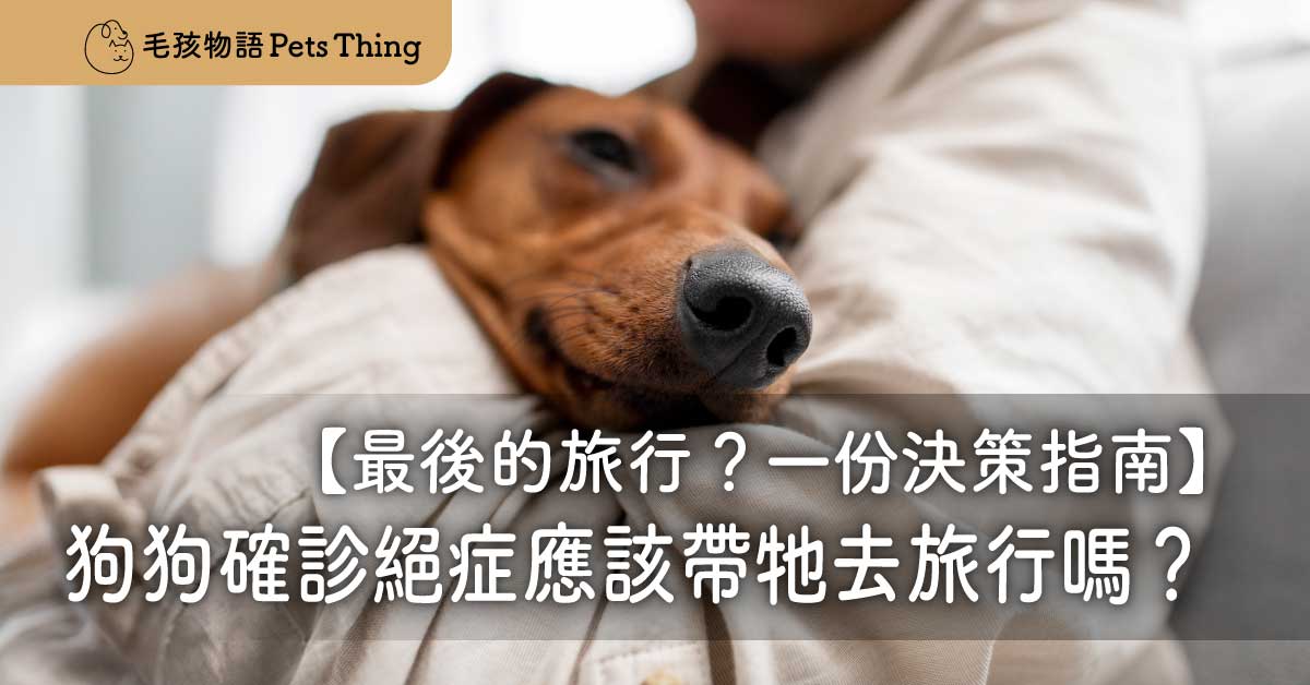 最後的旅行？當狗狗確診絕症，我應該帶牠去旅行嗎？—— 一份決策指南 - 毛孩物語Pets Thing Pet Supplies Online Store｜香港寵物貓狗用品專門店：IATA寵物飛機籠、寵物手推車、貓爬架貓樹