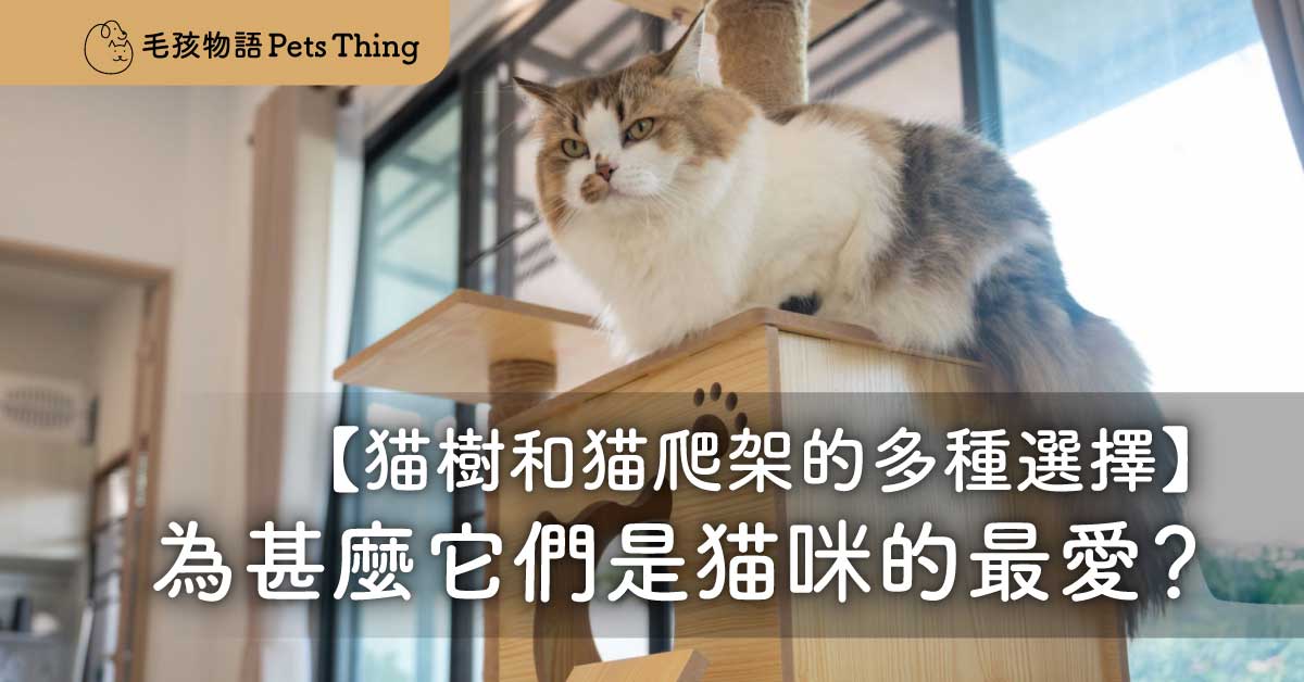 貓樹和貓爬架的多種選擇：為甚麼它們是貓咪的最愛？ - 毛孩物語Pets Thing Pet Supplies Online Store｜香港寵物貓狗用品專門店：IATA寵物飛機籠、寵物手推車、貓爬架貓樹